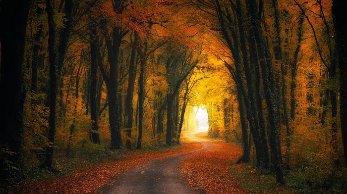 trees, nature, leaves, forest, shrubs, landscape, tunnel, sunlight, road, fall