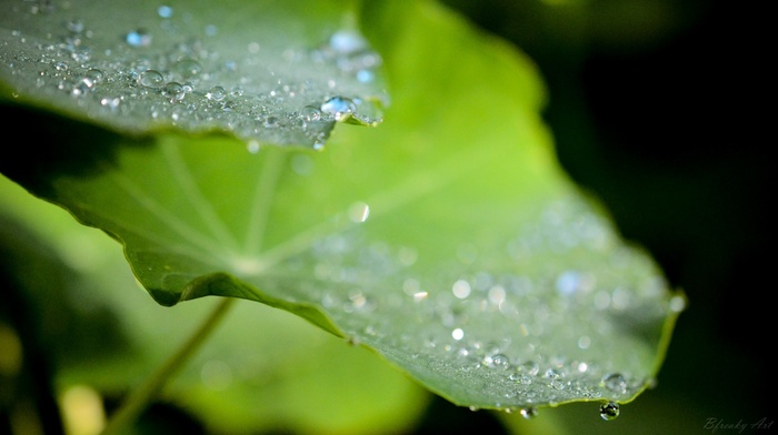 leaves, water drops