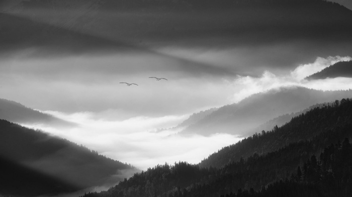 Germany, valley, monochrome, morning, landscape, mist, nature, Alps, birds, mountain, flying, forest