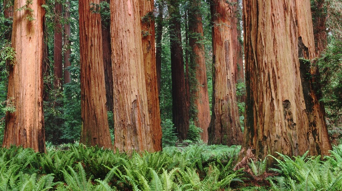 plants, nature, sequoias, forest, leaves, trees, ferns, redwood