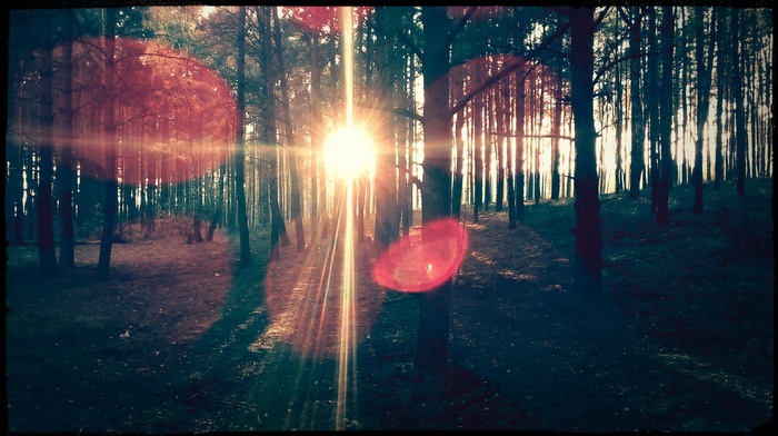 forest, trees, nature, Sun