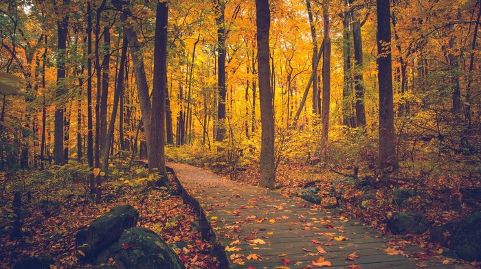 walkway, trees, New Jersey, Sourland Mountain, nature, forest, fall
