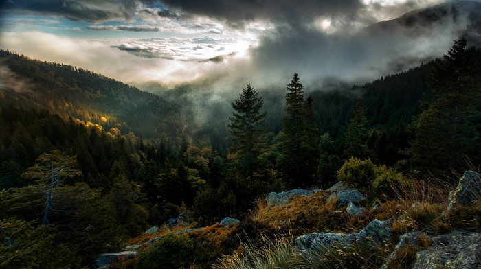 mist, fall, mountain, landscape, sky, nature, forest, sunrise, clouds, trees