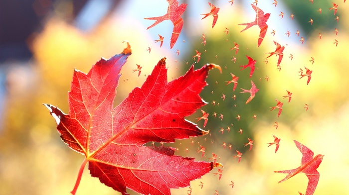 nature, depth of field, maple leaves, photo manipulation, flying, leaves, birds, artwork, fall, windy, swallow bird