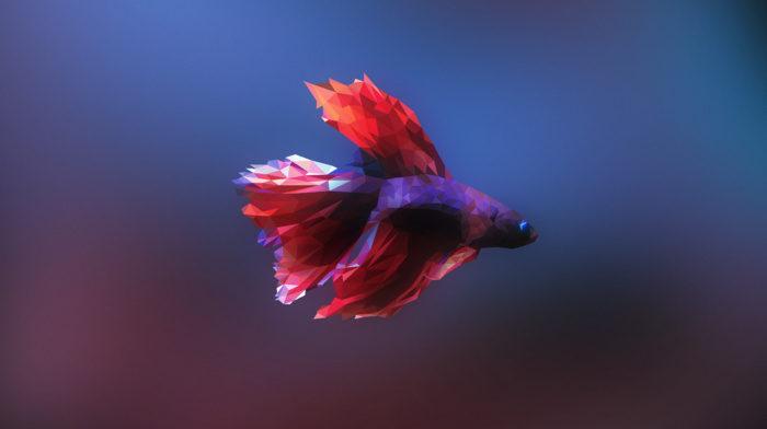 fish, low poly, Siamese fighting fish