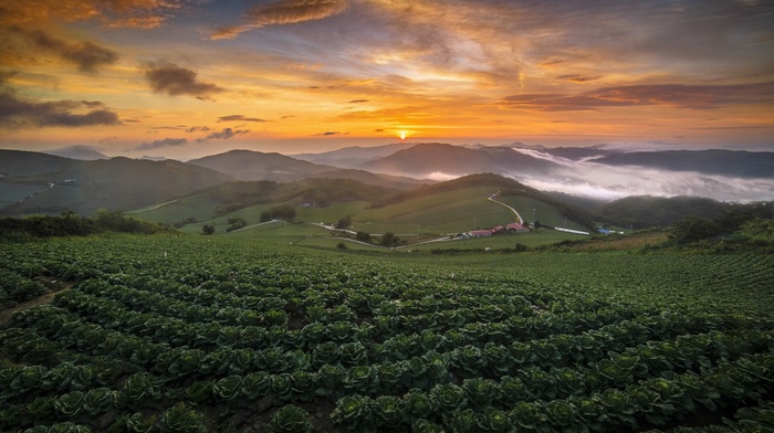 cabbage, landscape, South Korea, clouds, sunrise, field, hill, summer, sky, mist, nature