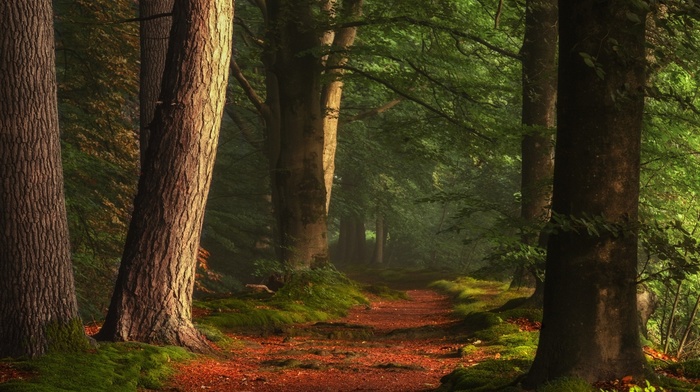 forest, peace, morning, sunlight, trees, path, nature, landscape