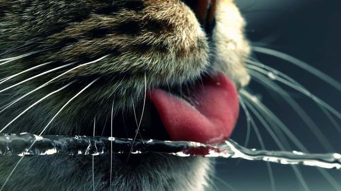 cat, tongues, water