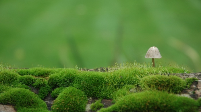 landscape, nature, depth of field, macro, field, moss, mushroom, grass, closeup