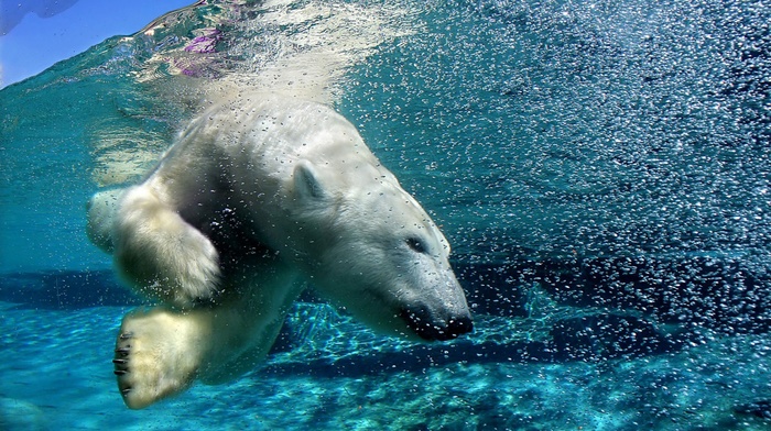polar bears, animals, wildlife