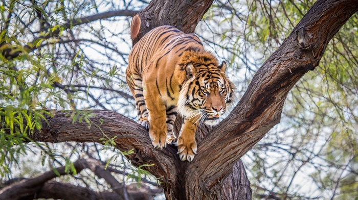 tiger, trees, animals, wildlife