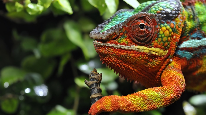 colorful, reptile, chameleons