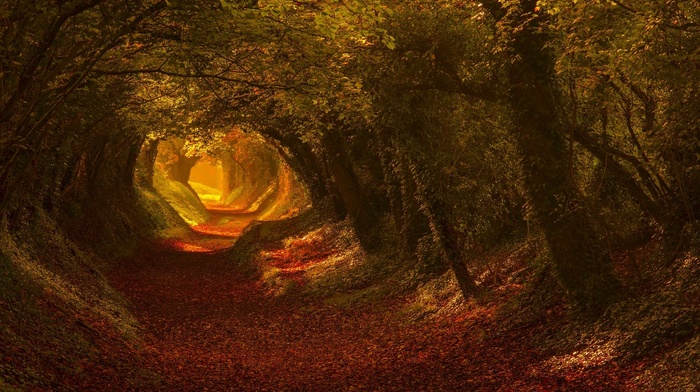 leaves, landscape, fall, tunnel, nature, foliage, sunlight, trees