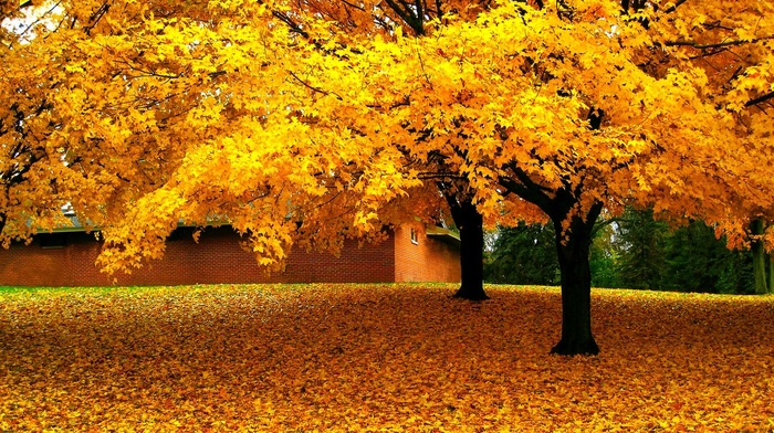 leaves, nature, yellow, trees, landscape, fall, house, grass