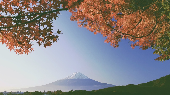 nature, leaves, fall