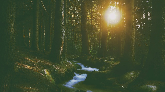 nature, forest