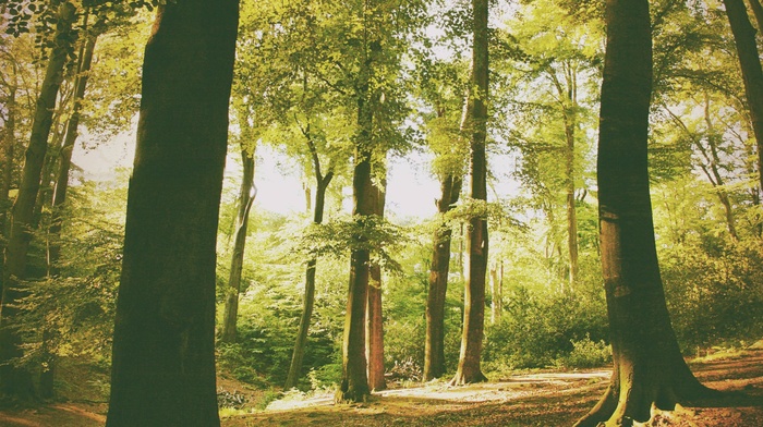 forest, nature
