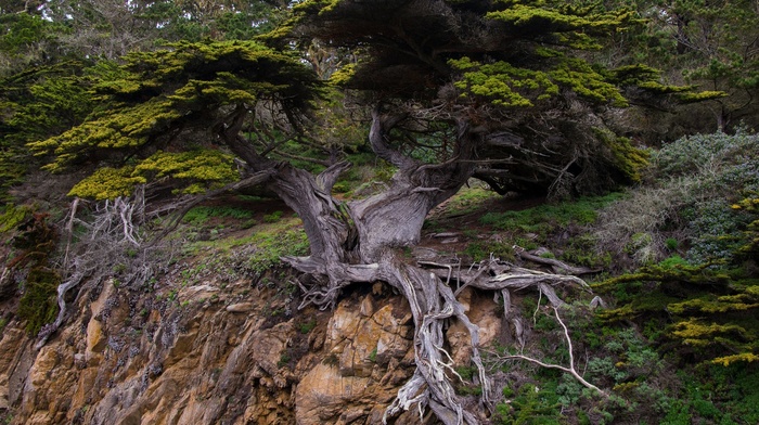 trees, nature, landscape