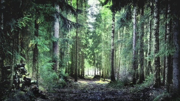 trees, forest, nature