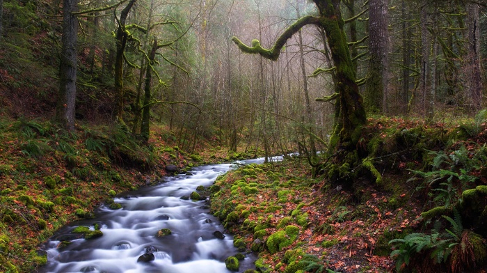 nature, forest, fall, ferns, moss, trees, leaves, daylight, mist, landscape, river