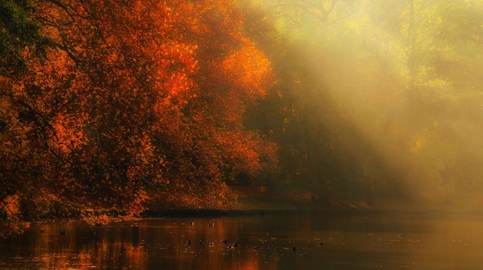 atmosphere, forest, sun rays, mist, river, landscape, leaves, sunlight, fall, nature, trees