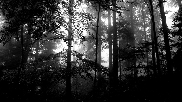 lights, monochrome, forest