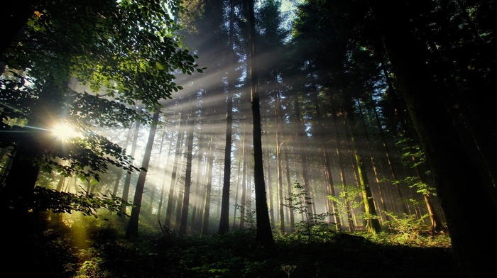 forest, trees, sun rays