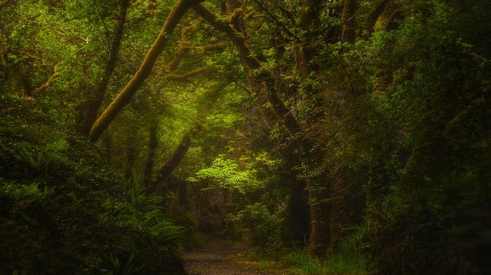 daylight, green, Ireland, trees, ferns, path, landscape, shrubs, nature, forest