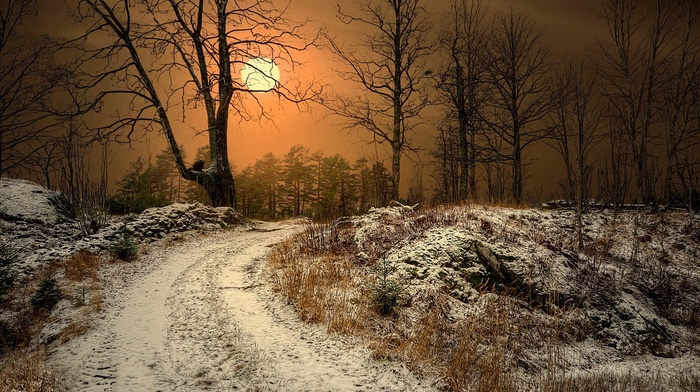 landscape, winter, Norway, snow, mist, dry grass, trees, sunlight, Sun, nature, dirt road