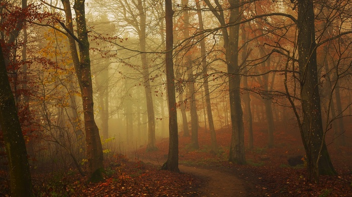 nature, landscape, fall, trees, forest, sunrise, mist, leaves, path