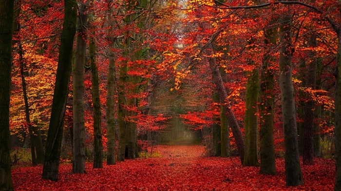 red, yellow, trees, nature, fall, landscape, forest, path, leaves, fairy tale