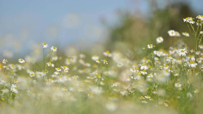 lawns, grass, nature, flowers