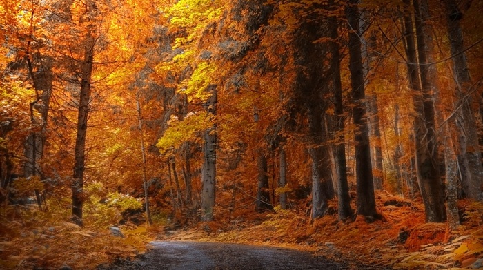 fall, forest, yellow, road, landscape, trees, daylight, nature