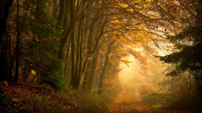 trees, road, grass, leaves