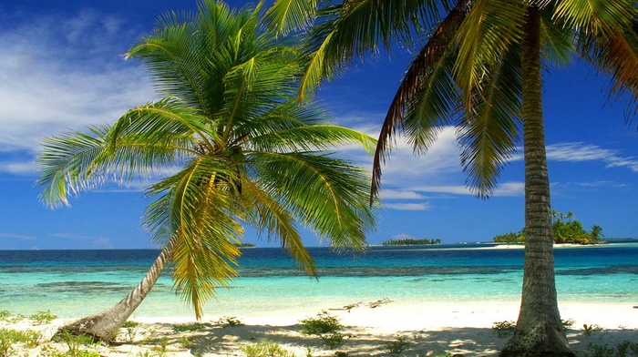 island, beach, tropical, Panama, palm trees, nature, sea, landscape, summer