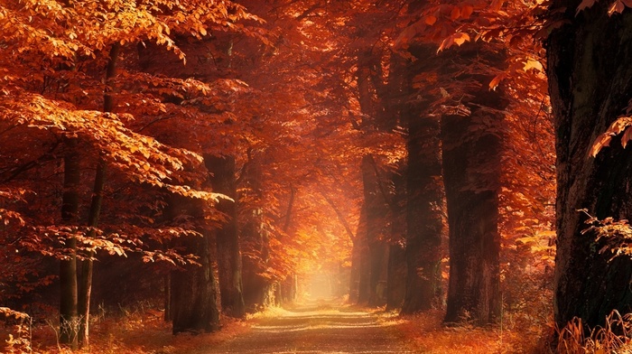 trees, landscape, sunlight, mist, forest, sun rays, fall, nature, dry grass, amber, morning, leaves, dirt road, path