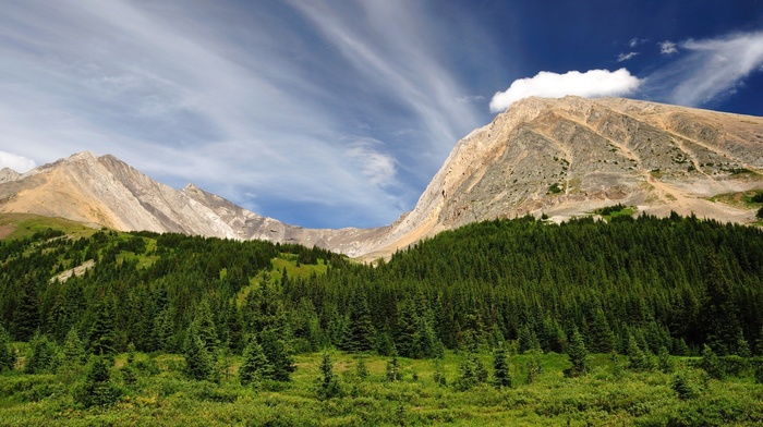 trees, landscape, nature, hill, pine trees, clouds, mountain, rock, forest