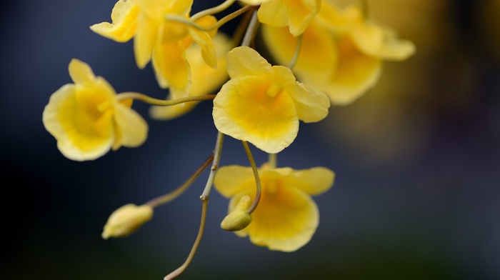 flowers, macro