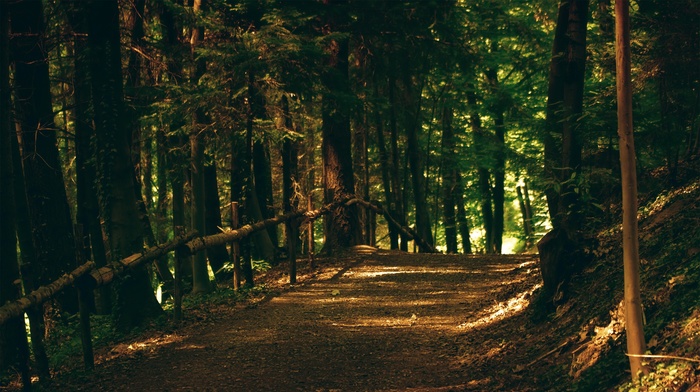 road, forest, landscape, trees