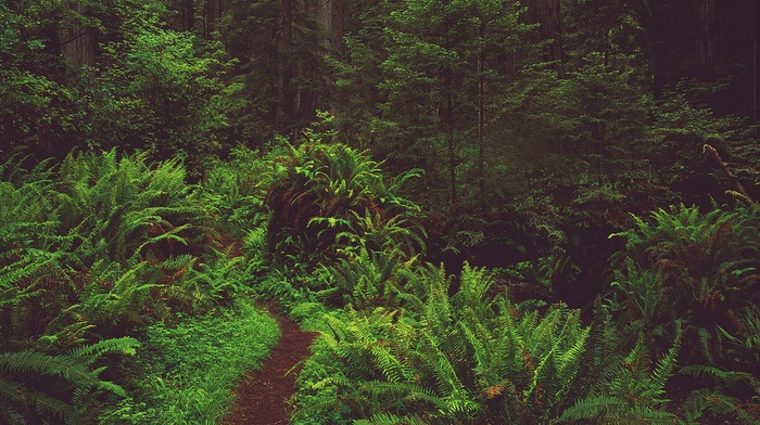 road, ferns, plants, forest