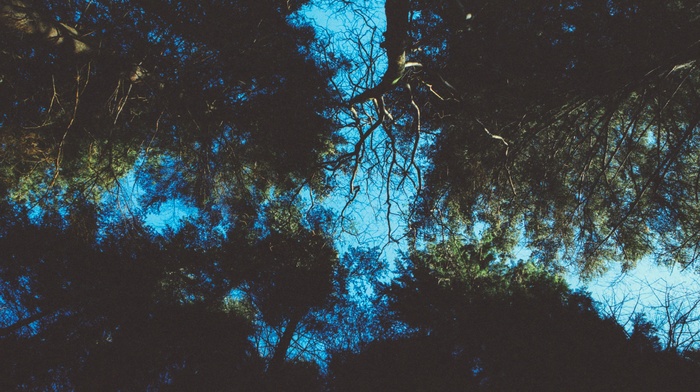 sky, trees, plants