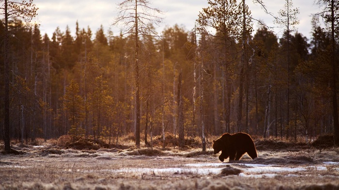 bears, trees, animals, landscape, mammals