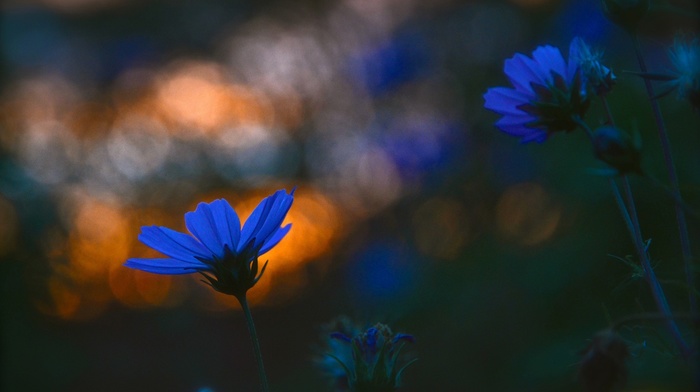 plants, macro, flowers