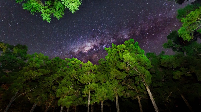 trees, nature, star trails, forest, plants