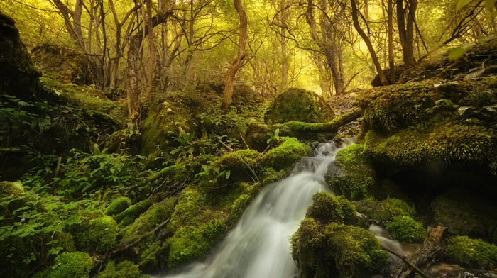 river, nature, plants, forest