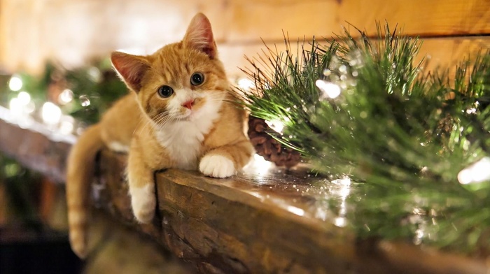 decorations, cat, animals, Christmas ornaments, mammals
