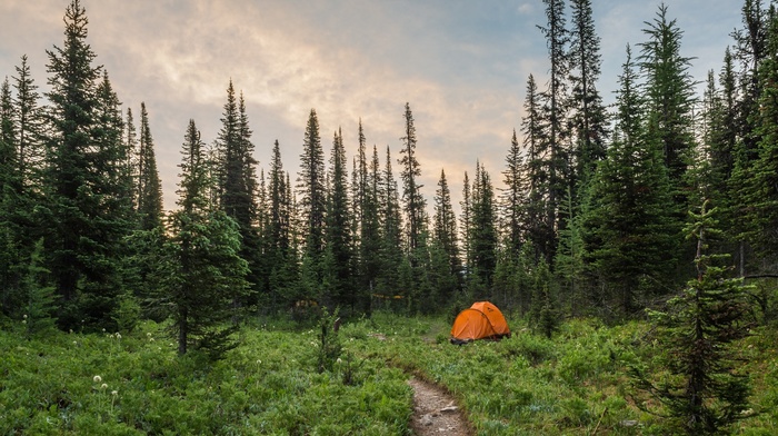 tents, landscape, nature, trees, plants, path, camping, green