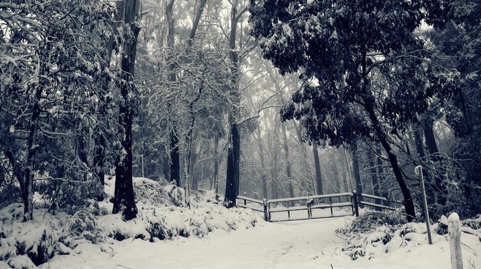 forest, winter