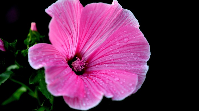 flowers, macro, plants