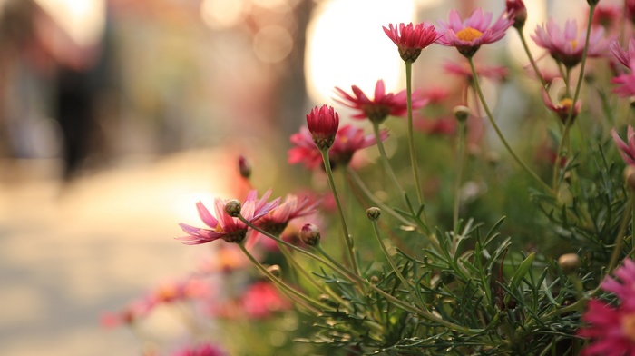 plants, flowers